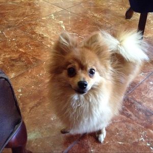 Meet your Posher, Ann